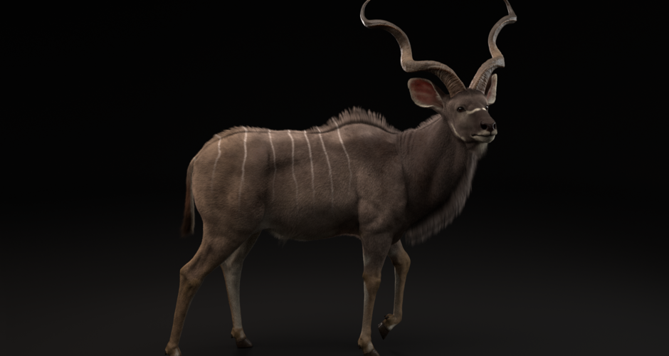 projet école 3d & vfx animation : Greater Kudu