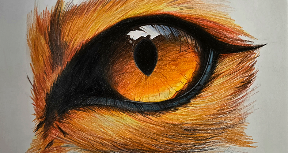 projet école arts graphiques illustration : Regard animal : l’oeil comme territoire