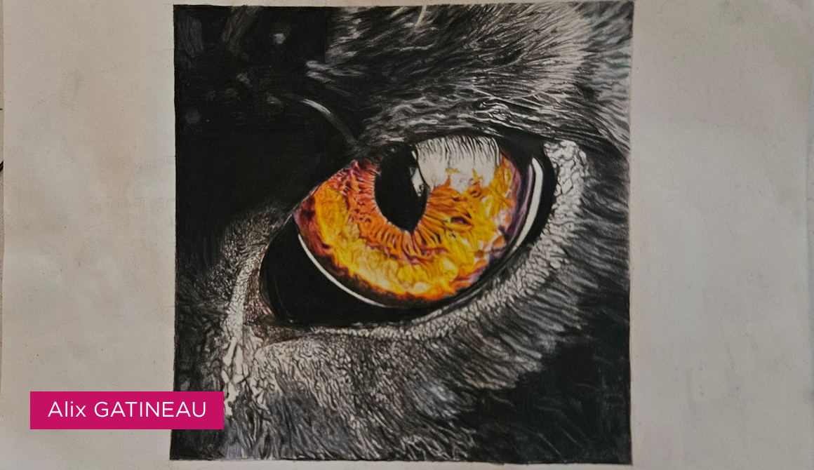 Regard animal : l’oeil comme territoire : projet programme arts graphiques illustration - années 2 à 4