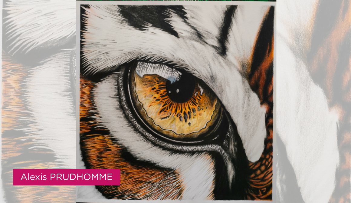 Regard animal : l’oeil comme territoire : projet programme arts graphiques illustration - années 2 à 4