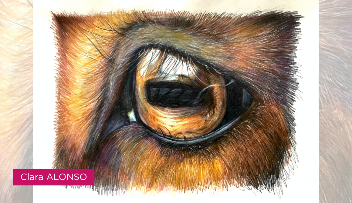 Regard animal : l’oeil comme territoire : projet programme arts graphiques illustration - années 2 à 4