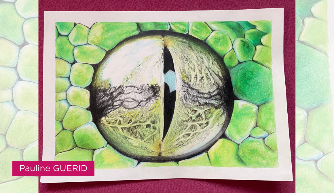 Regard animal : l’oeil comme territoire : projet programme arts graphiques illustration - années 2 à 4