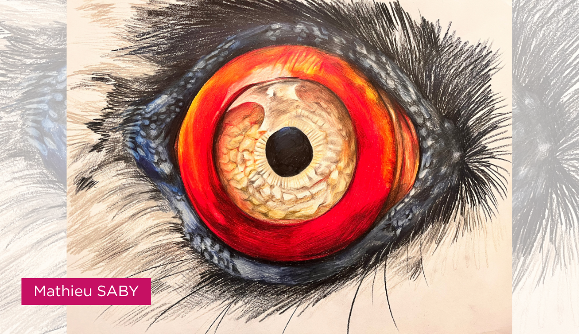 Regard animal : l’oeil comme territoire : projet programme arts graphiques illustration - années 2 à 4