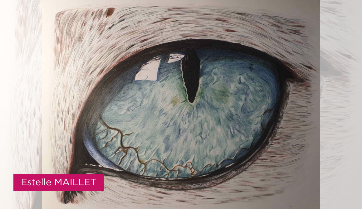 Regard animal : l’oeil comme territoire : projet programme arts graphiques illustration - années 2 à 4