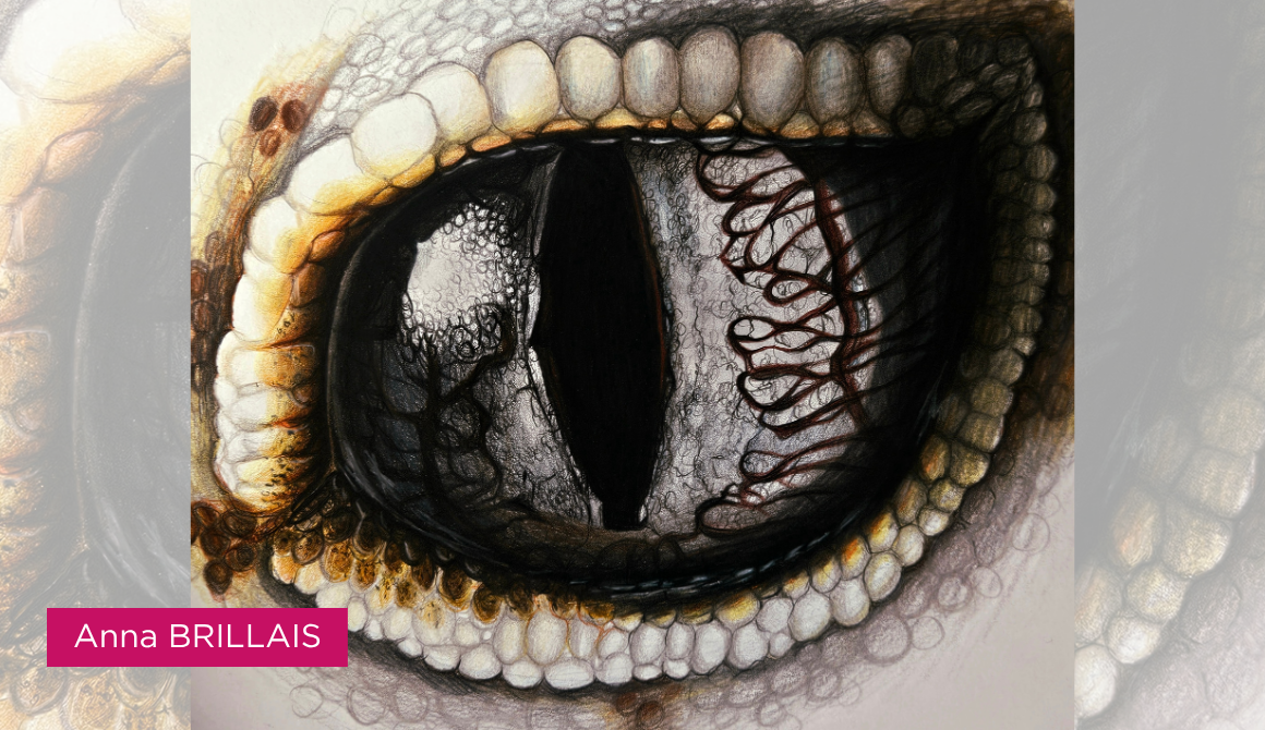 Regard animal : l’oeil comme territoire : projet programme arts graphiques illustration - années 2 à 4