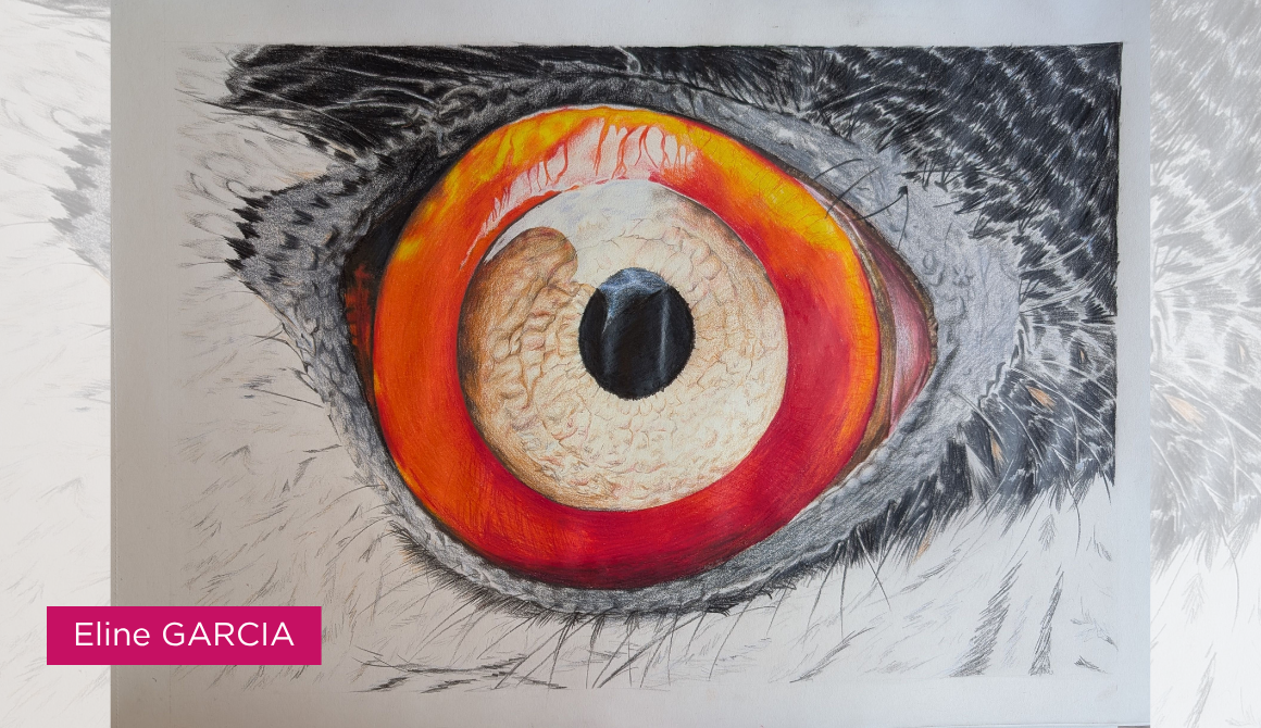 Regard animal : l’oeil comme territoire : projet programme arts graphiques illustration - années 2 à 4