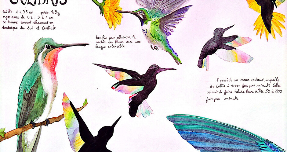 projet école :sector : L’oiseau en mouvement : les étudiants de BRASSART Nice explorent le dessin et la composition