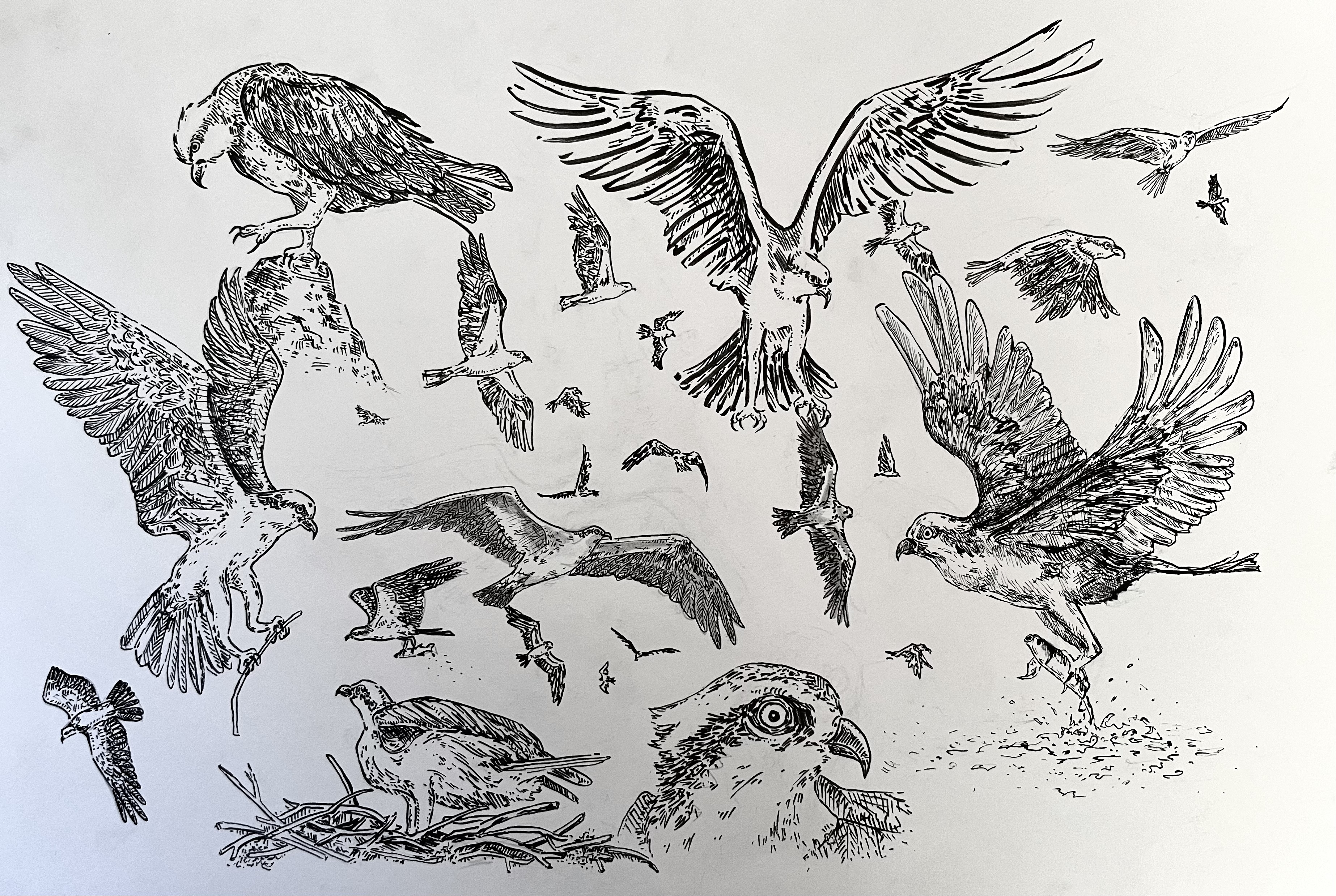 Oiseaux en mouvement - BRASSART