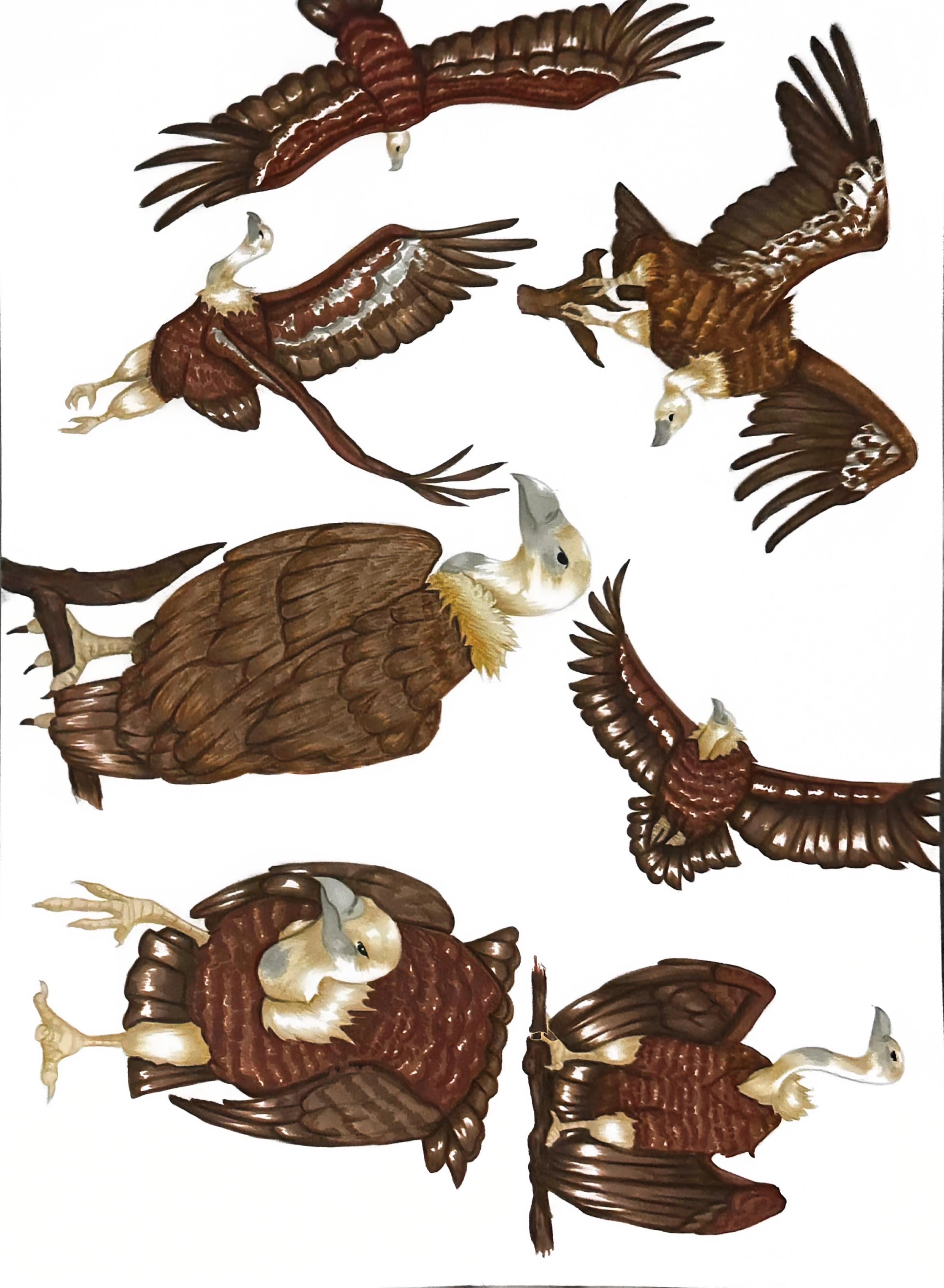 Oiseaux en mouvement - BRASSART