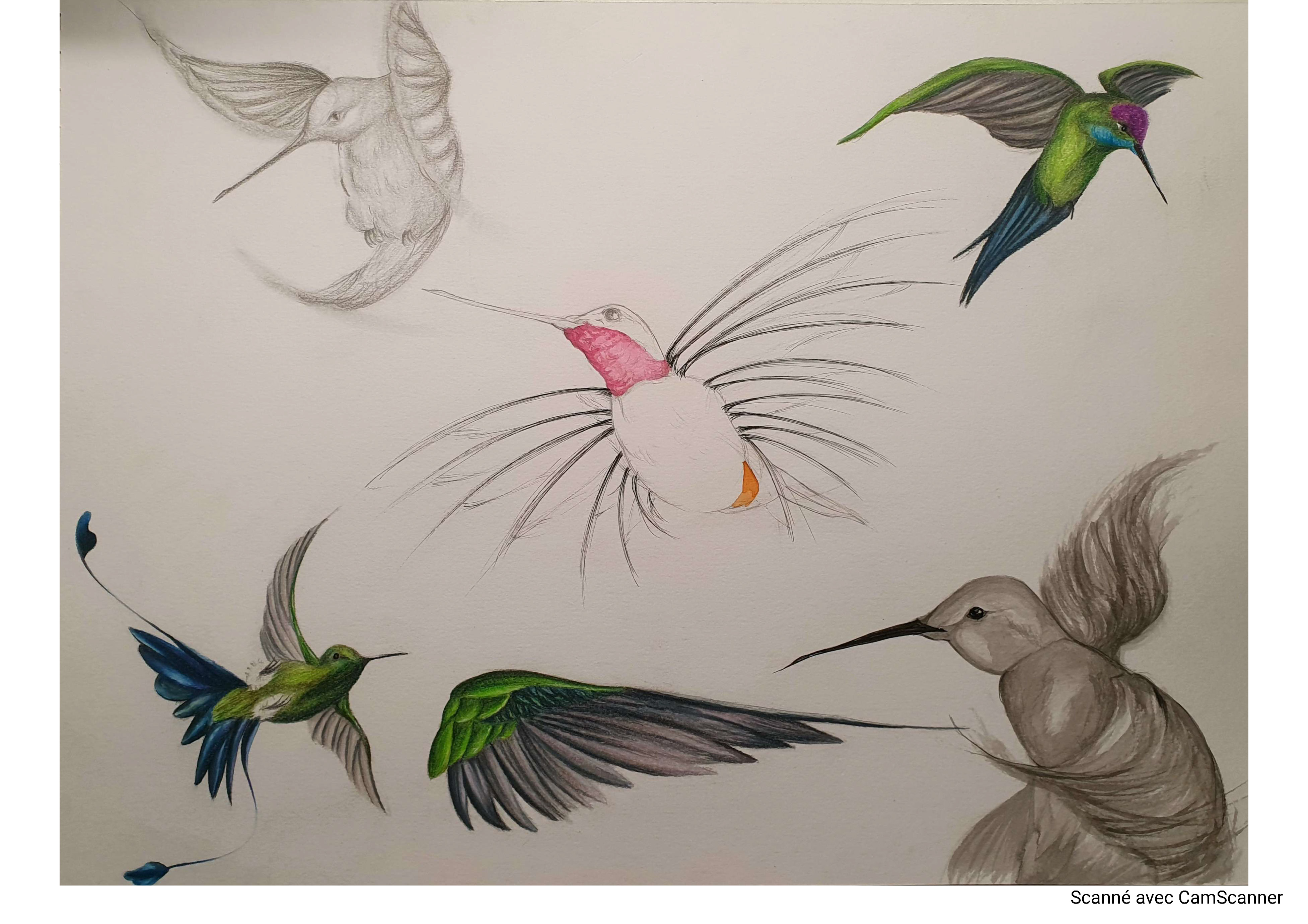 Oiseaux en mouvement - BRASSART
