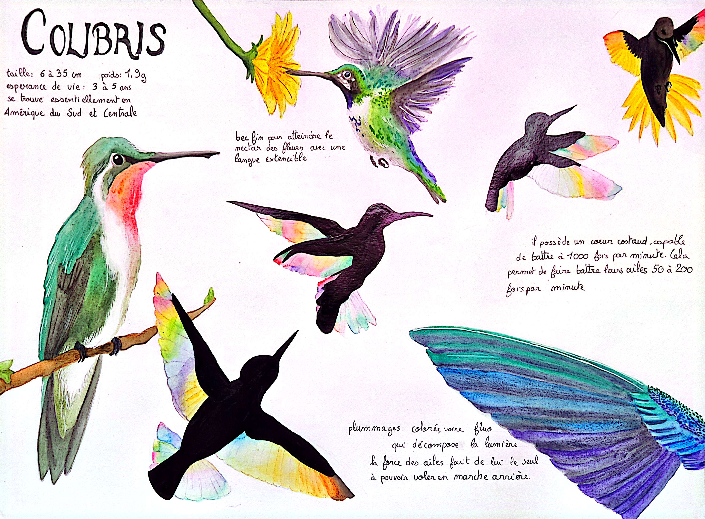Oiseaux en mouvement - BRASSART