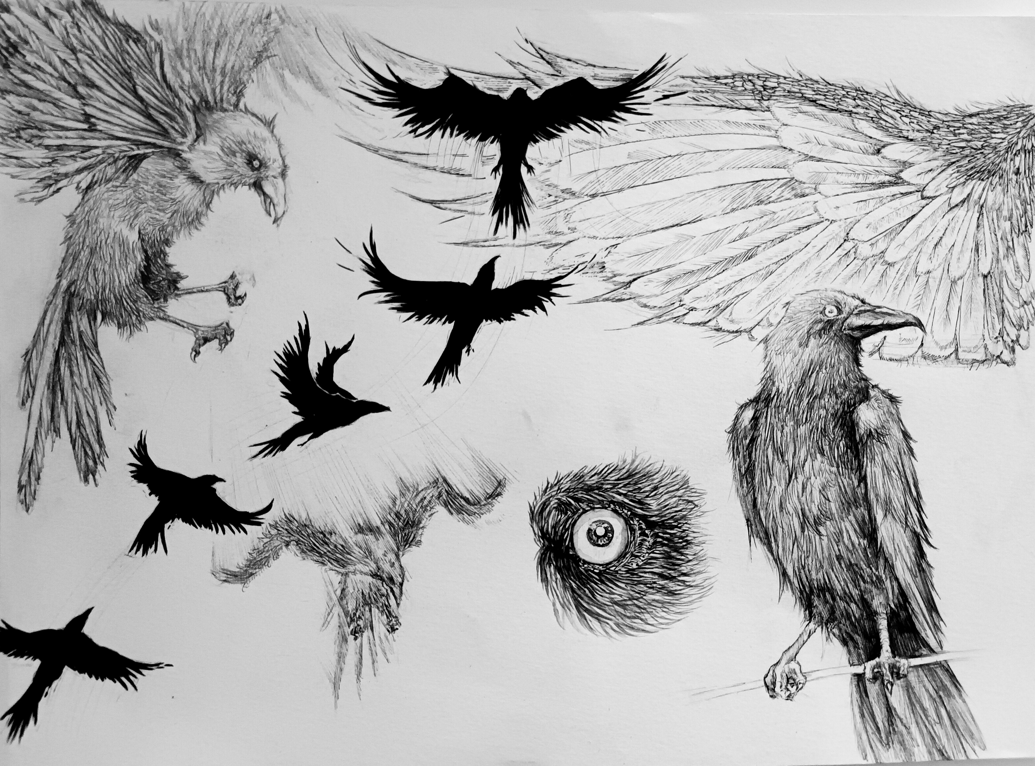 Oiseaux en mouvement - BRASSART