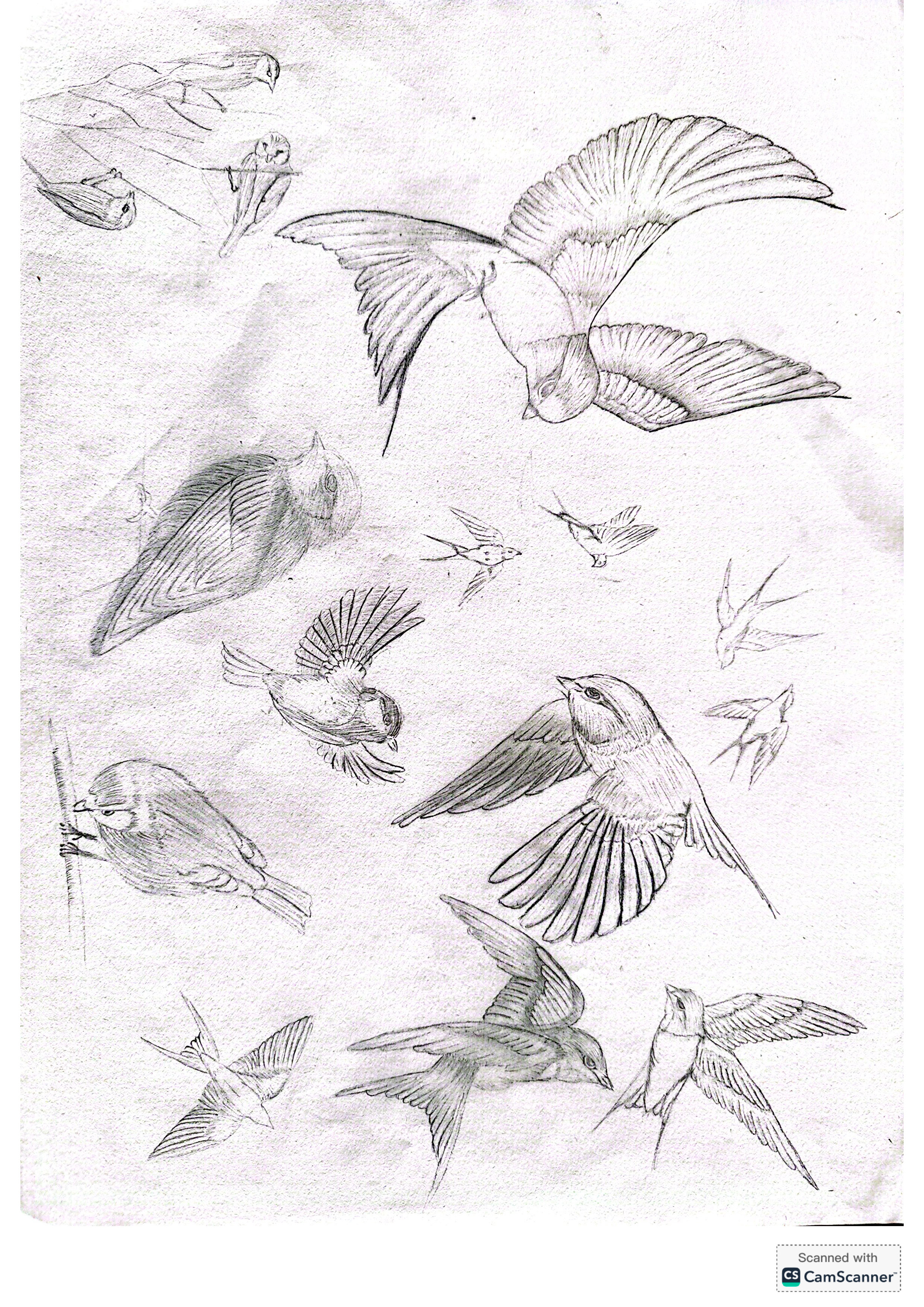 Oiseaux en mouvement - BRASSART